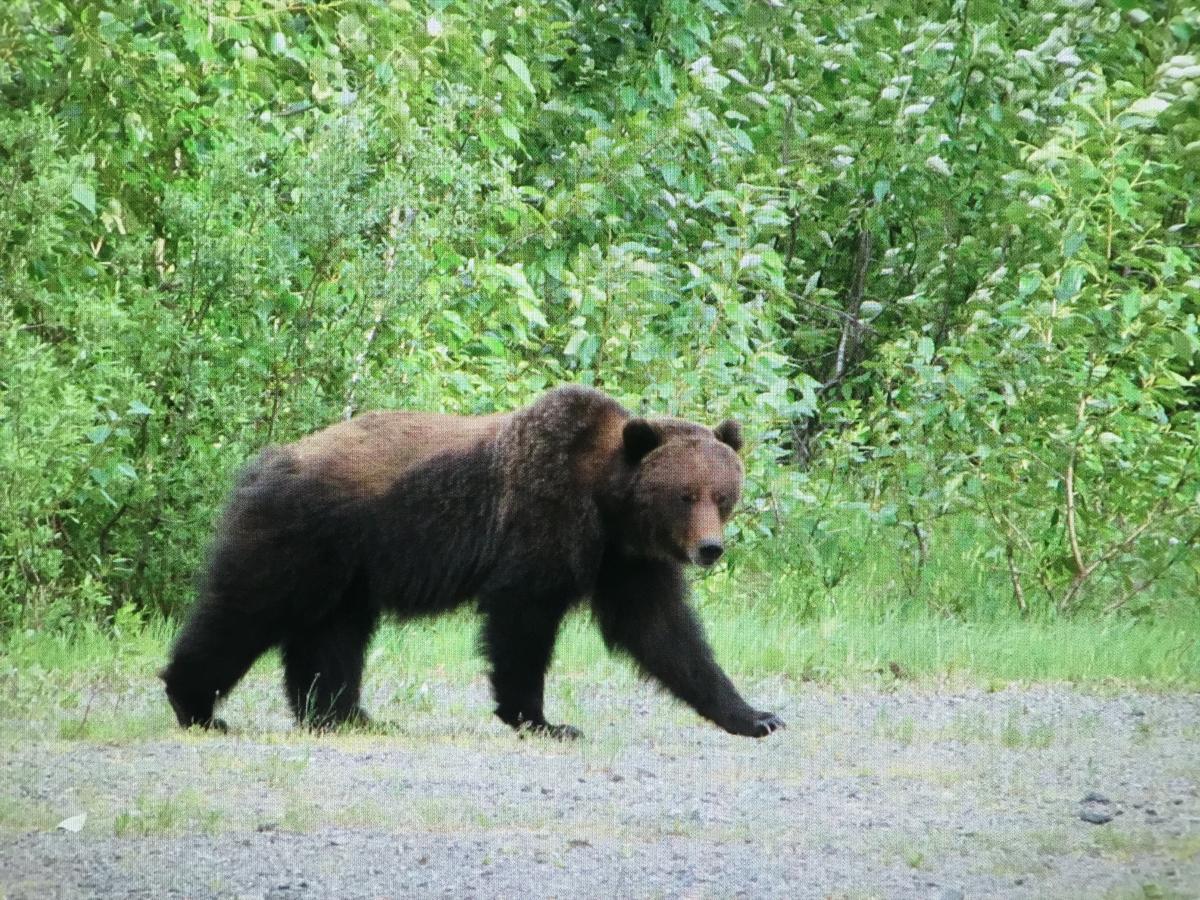 Bear Valley Guesthouse Stewart Kültér fotó